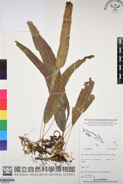 登錄號:BP03316藏品圖，第1張