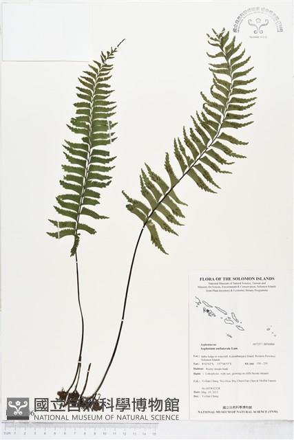 單邊鐵角蕨藏品圖，第1張