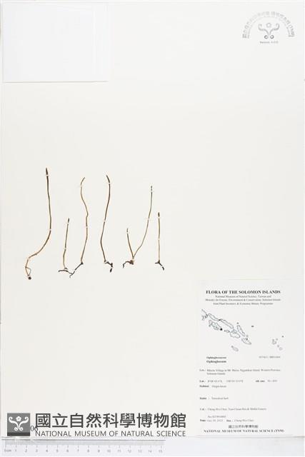 登錄號:BP01806藏品圖，第1張