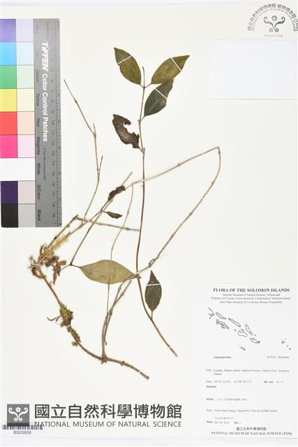 登錄號:BS05806藏品圖，第1張