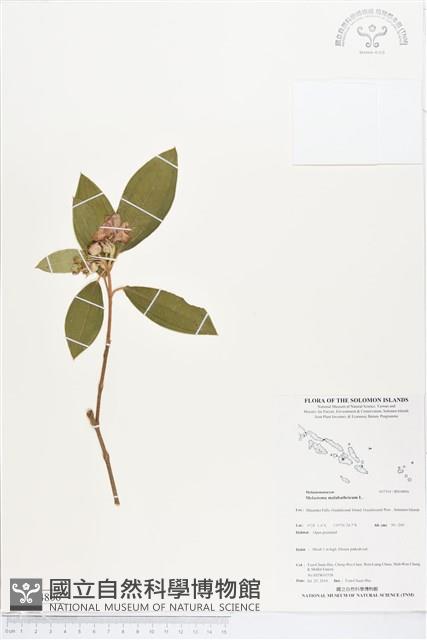 基尖葉野牡丹藏品圖，第1張