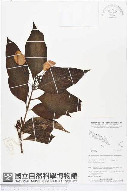 登錄號:BS04006藏品圖，第1張