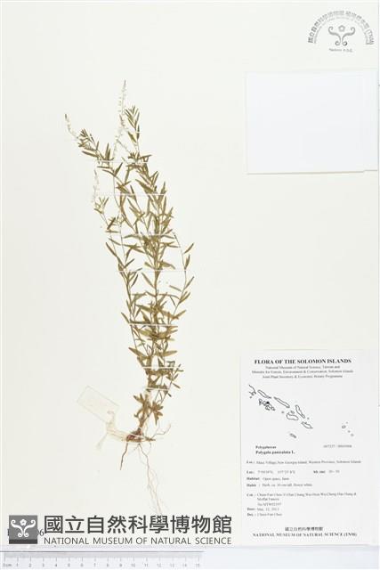 圓錐花遠志藏品圖，第1張