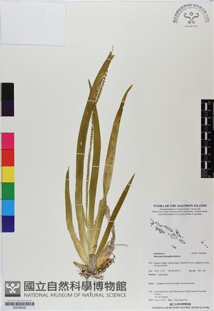 登錄號:BS06606藏品圖，第1張