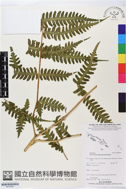 登錄號:BP02606藏品圖，第1張