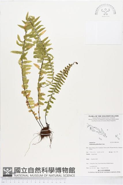 登錄號:BP01606藏品圖，第1張