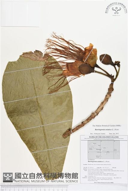 棋盤腳樹藏品圖，第1張