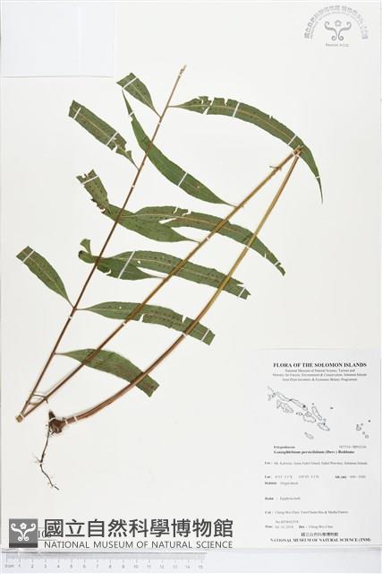 棱脈蕨藏品圖，第1張