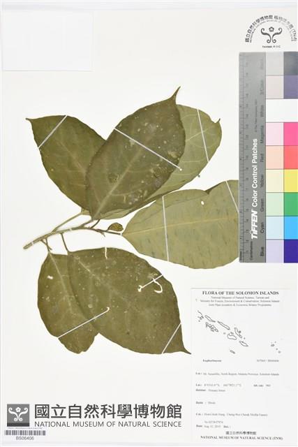 登錄號:BS06406藏品圖，第1張