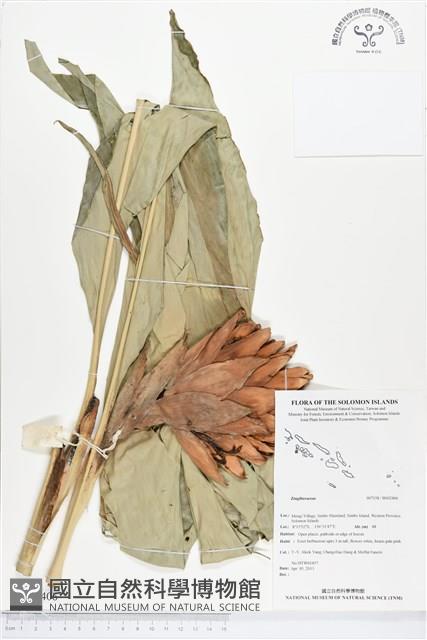 登錄號:BS02406藏品圖，第1張