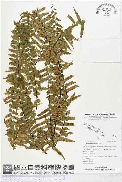 登錄號:BP00406藏品圖，第1張