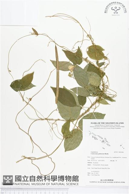 山珠豆藏品圖，第1張