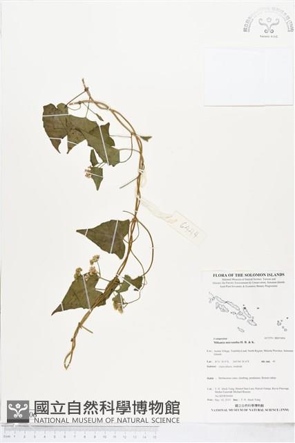 小花蔓澤蘭藏品圖，第1張