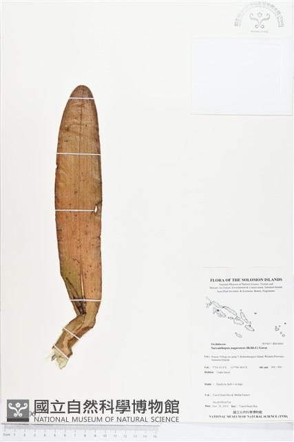 登錄號:BS04406藏品圖，第1張