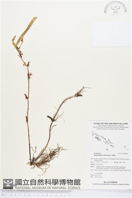 登錄號:BS03406藏品圖，第1張