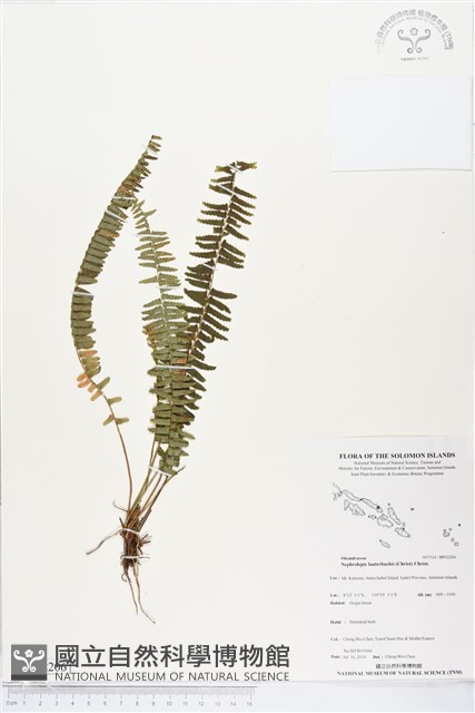 登錄號:BP02206藏品圖，第1張