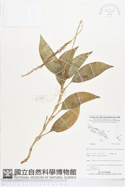 登錄號:BS05206藏品圖，第1張