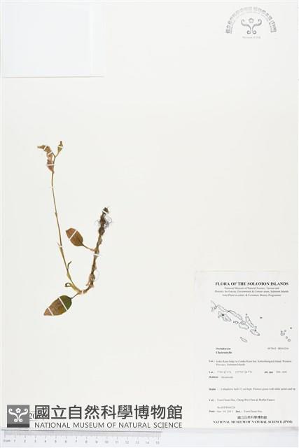 登錄號:BS04206藏品圖，第1張