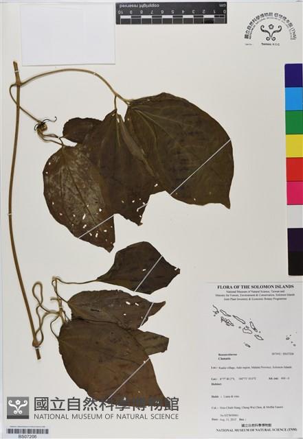 登錄號:BS07206藏品圖，第1張