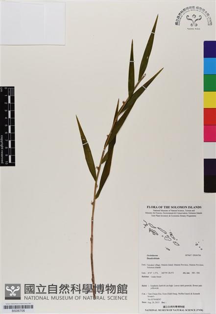 登錄號:BS06706藏品圖，第1張