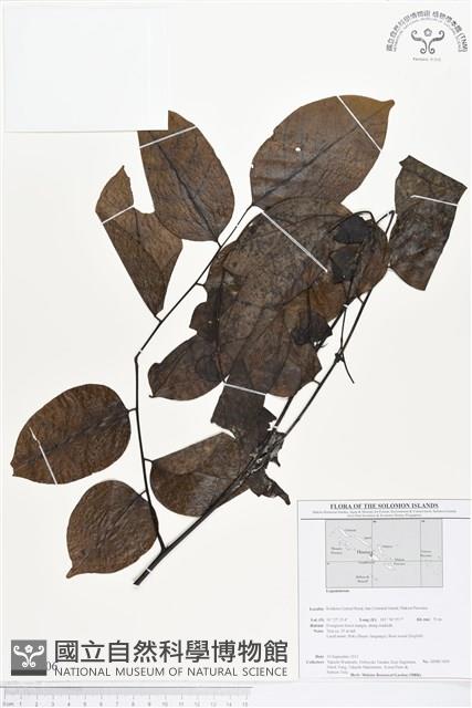 登錄號:BS01706藏品圖，第1張