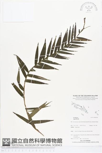 登錄號:BS04706藏品圖，第1張