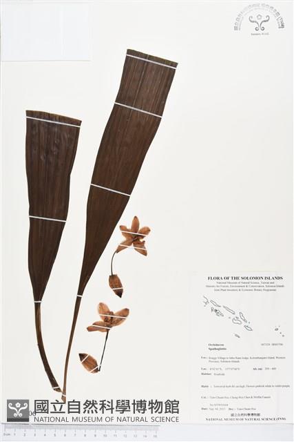 登錄號:BS03706藏品圖，第1張