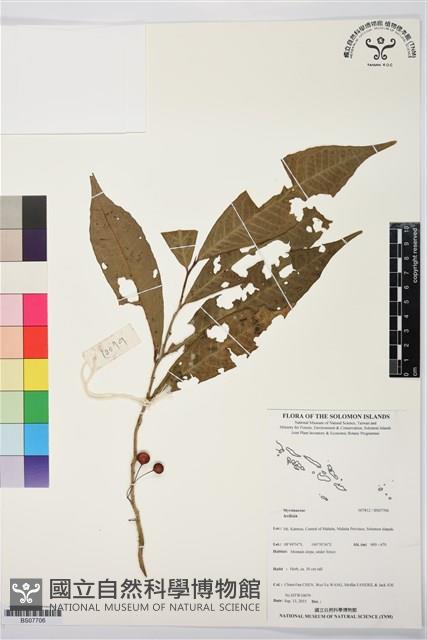 登錄號:BS07706藏品圖，第1張