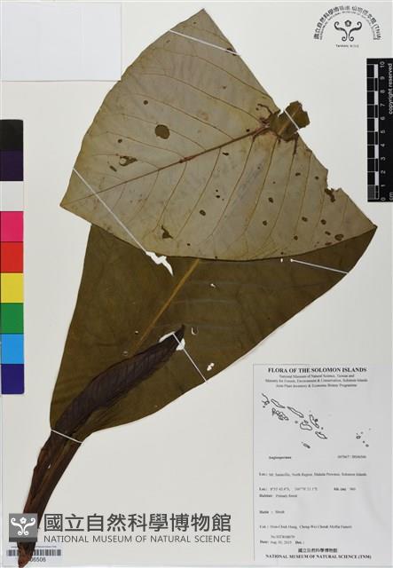登錄號:BS06506藏品圖，第1張