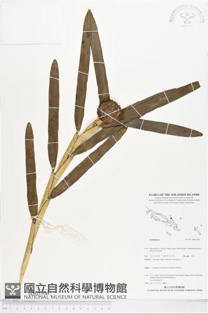 登錄號:BS05506藏品圖，第1張