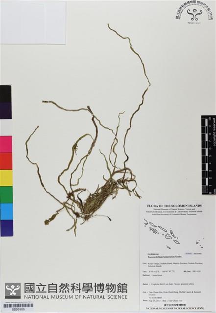 登錄號:BS06906藏品圖，第1張