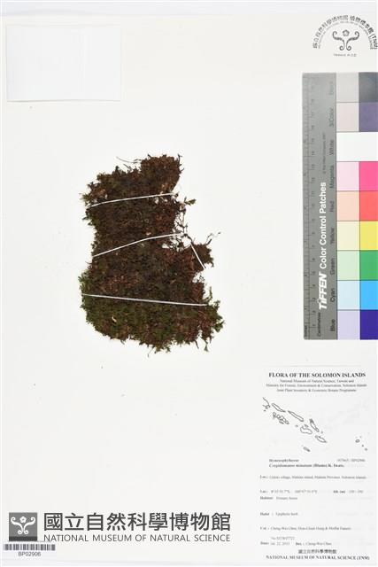 團扇蕨藏品圖，第1張