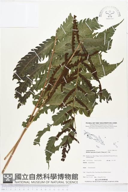 登錄號:BP01906藏品圖，第1張