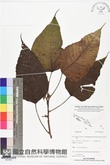 登錄號:BS05906藏品圖，第1張