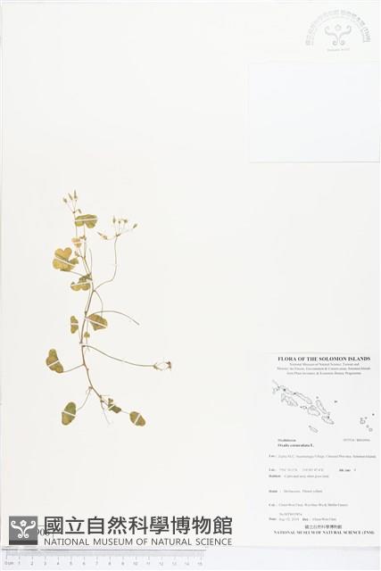 酢漿草藏品圖，第1張
