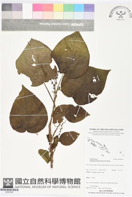 紅頭鐵莧藏品圖，第1張