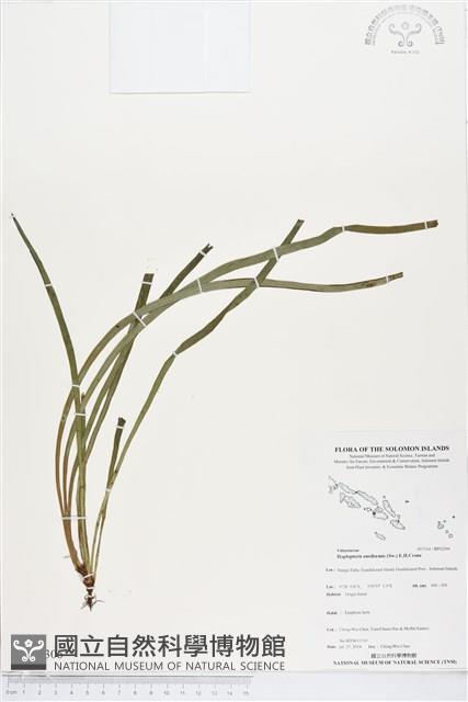 劍葉書帶蕨藏品圖，第1張