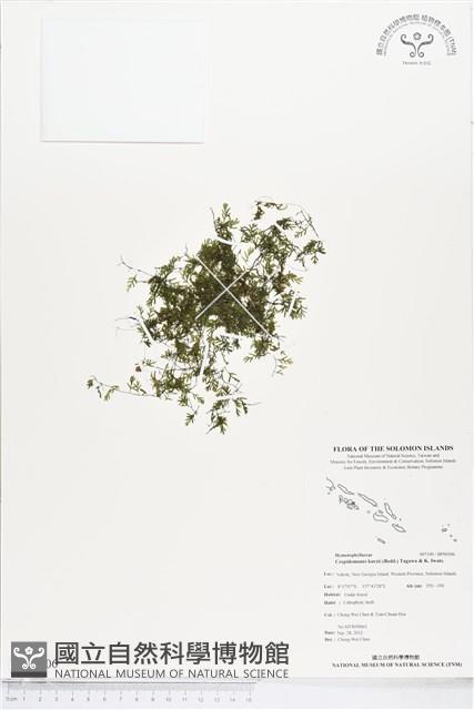 柯氏假脈蕨、假脈蕨藏品圖，第1張