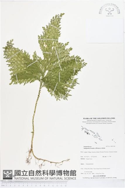 登錄號:BP01306藏品圖，第1張