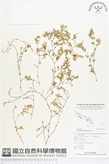 蠅翅草、三點金草藏品圖，第1張