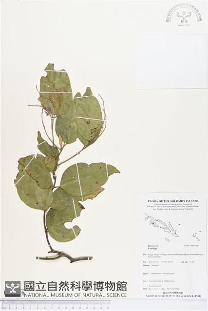 登錄號:BS04306藏品圖，第1張