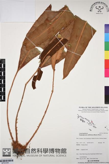 銳頭舌蕨藏品圖，第1張