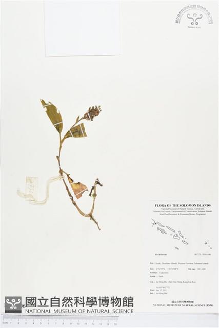 登錄號:BS03306藏品圖，第1張