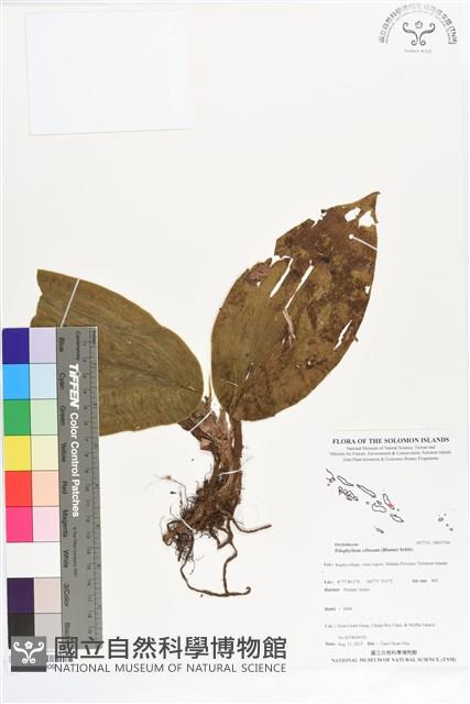 登錄號:BS07306藏品圖，第1張