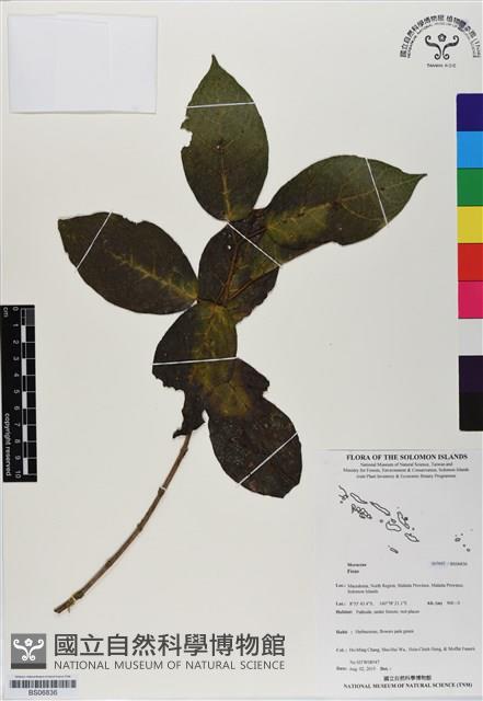 登錄號:BS06836藏品圖，第1張