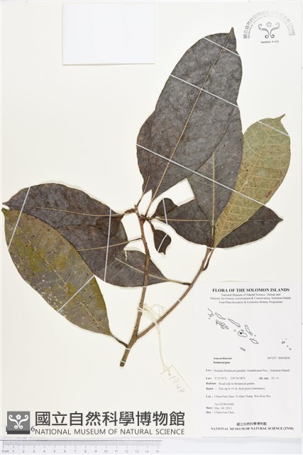 登錄號:BS02836藏品圖，第1張