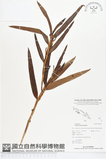 登錄號:BS01836藏品圖，第1張