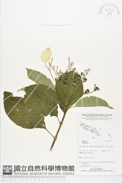 登錄號:BS04836藏品圖，第1張