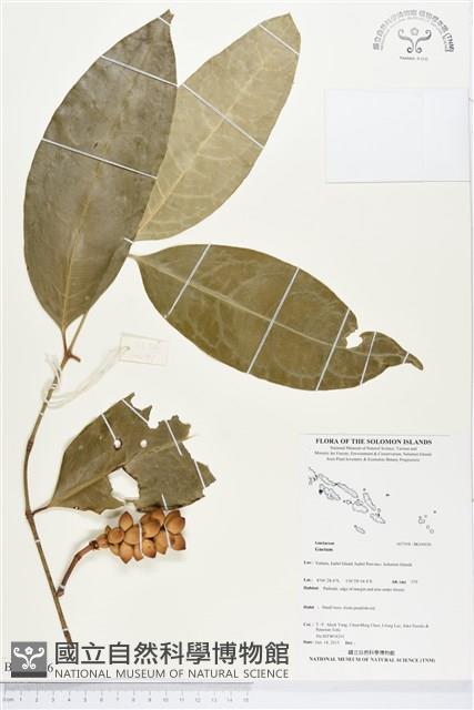 登錄號:BG00036藏品圖，第1張