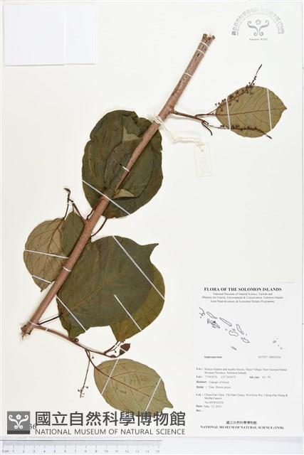 登錄號:BS03036藏品圖，第1張